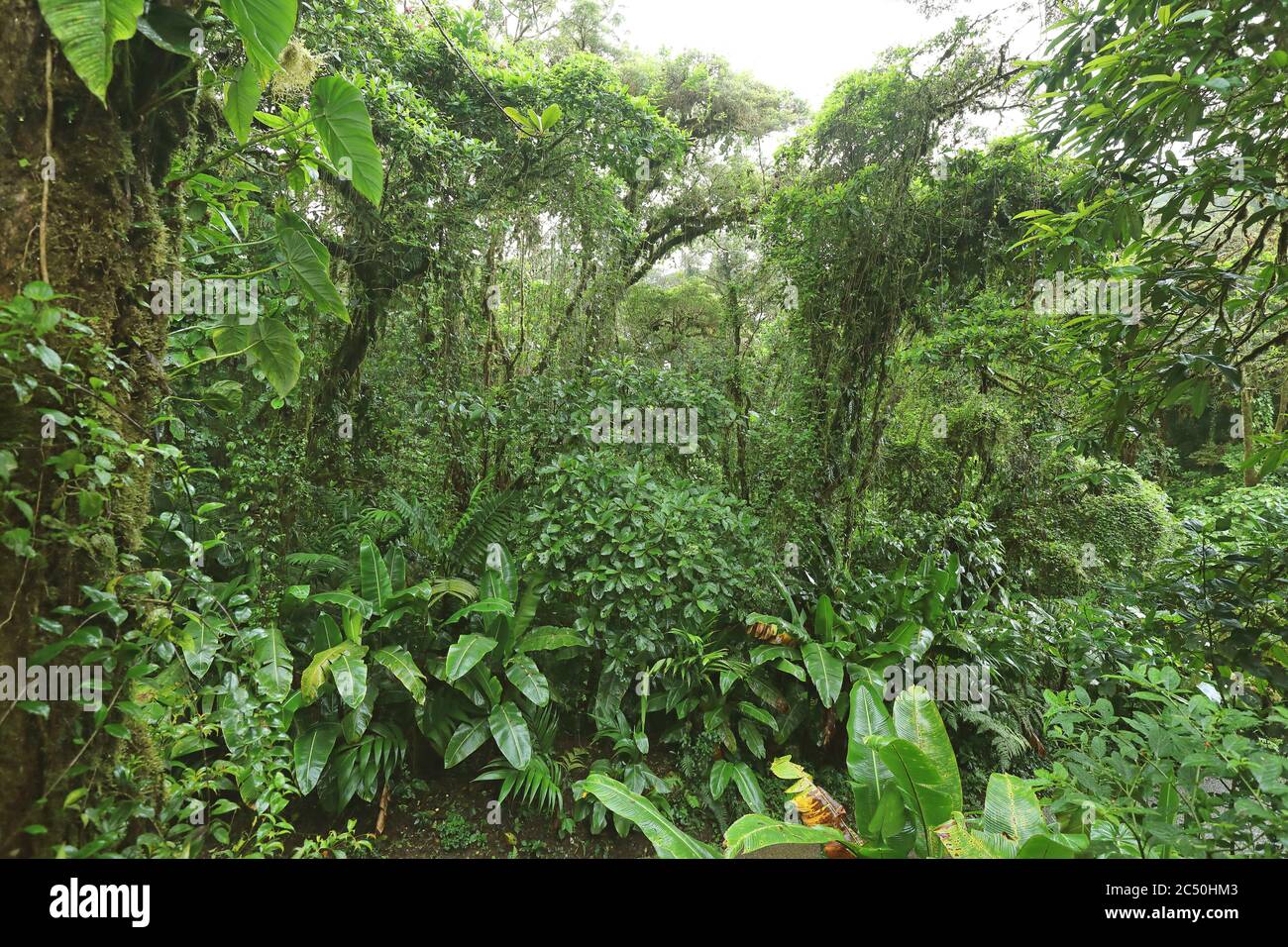 Réserve forestière de Monteverde Cloud, Costa Rica, Puntarenas, Monteverde Banque D'Images