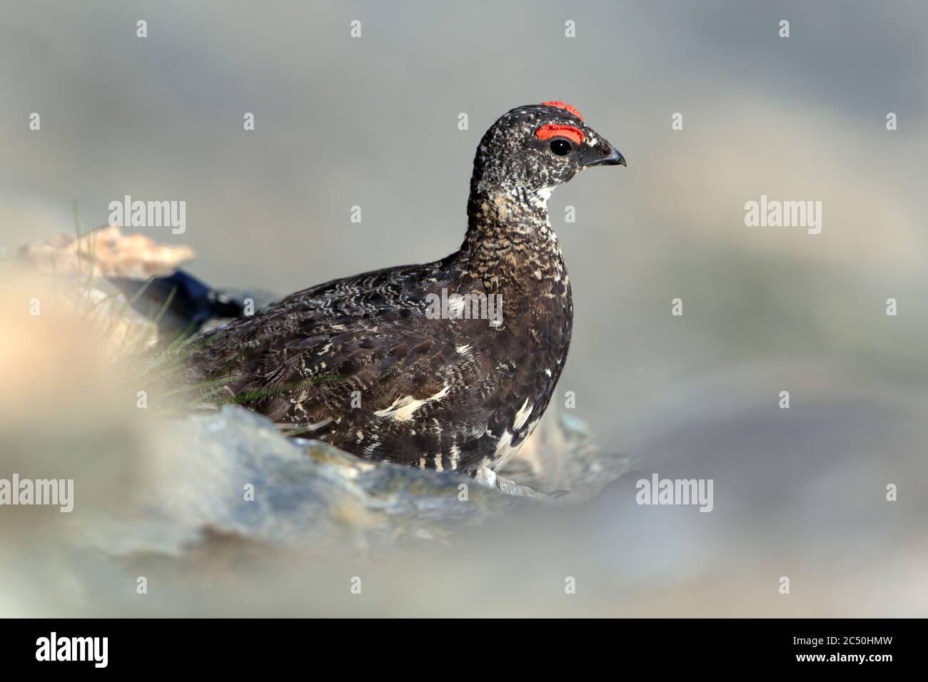 Lagopède de roche, poulet à la neige (Lagopus muta, Lagopus mutus), homme, vue latérale, France Banque D'Images