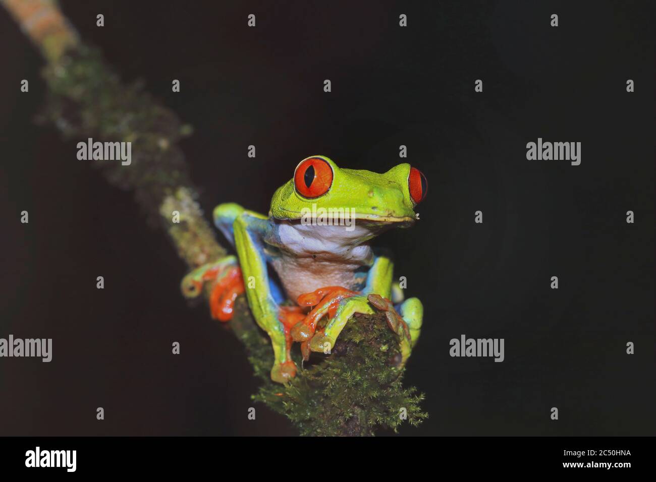 La grenouille à oeil rouge, la grenouille à oeil rouge, la grenouille à oeil rouge, la grenouille à oeil rouge, la grenouille à oeil rouge (Agalychnis callidryas), est assise sur une branche, Costa Rica, Horquetas Sarapiqui Banque D'Images