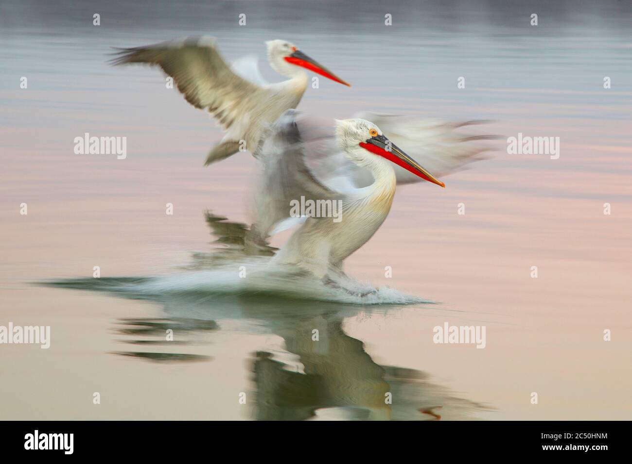 Pélican dalmatien (Pelecanus crispus), débarcadère sur l'eau. Photographié à faible vitesse d'obturation, Grèce, lac Kerkini Banque D'Images