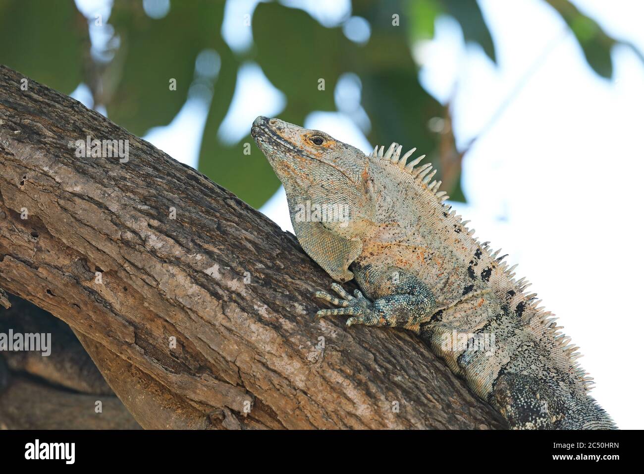 Iguana noir (Ctenosaura similis), sur un tronc d'arbre, Costa Rica Banque D'Images