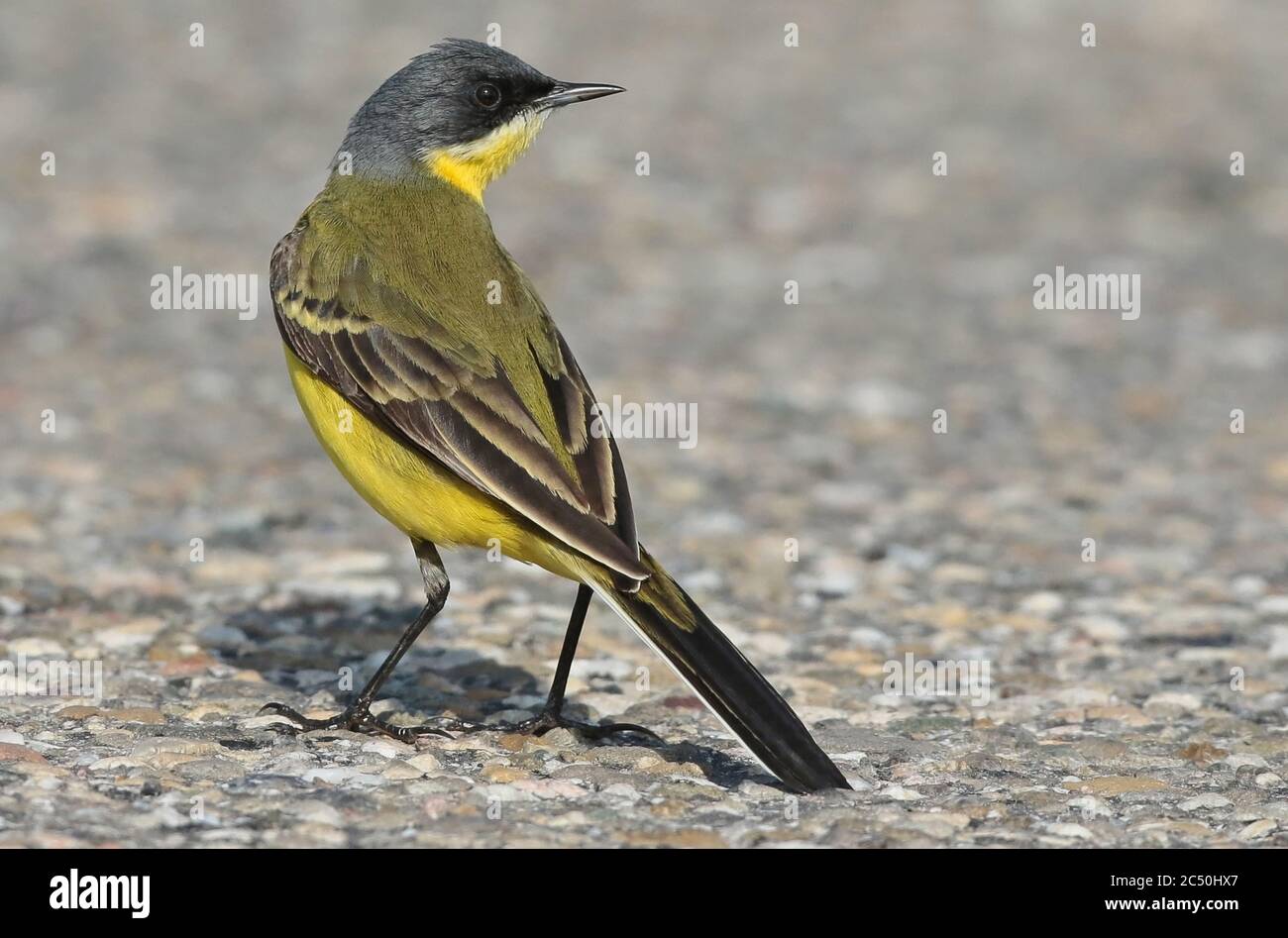 Queue de Wagon à tête foncée, queue de Wagon à tête grise, queue de Wagon jaune (Motacilla flava thunbergi, Motacilla thunbergi), perching masculin au sol, pays-Bas Banque D'Images