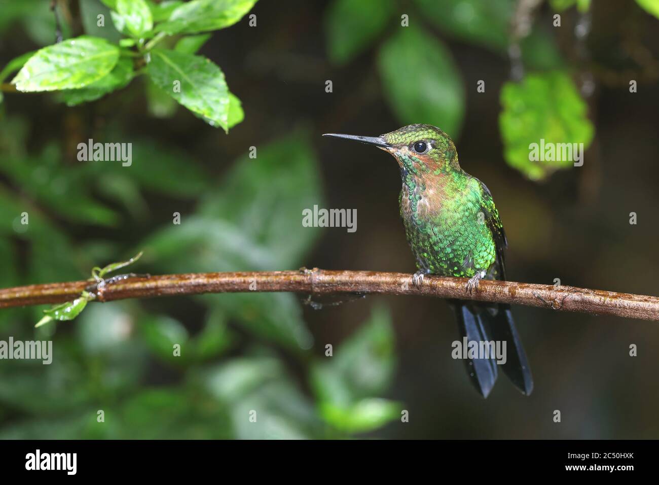 Brillant à couronne verte (Heliodoxa jacula), jeunes perches mâles sur une branche, Costa Rica, Monteverde Banque D'Images
