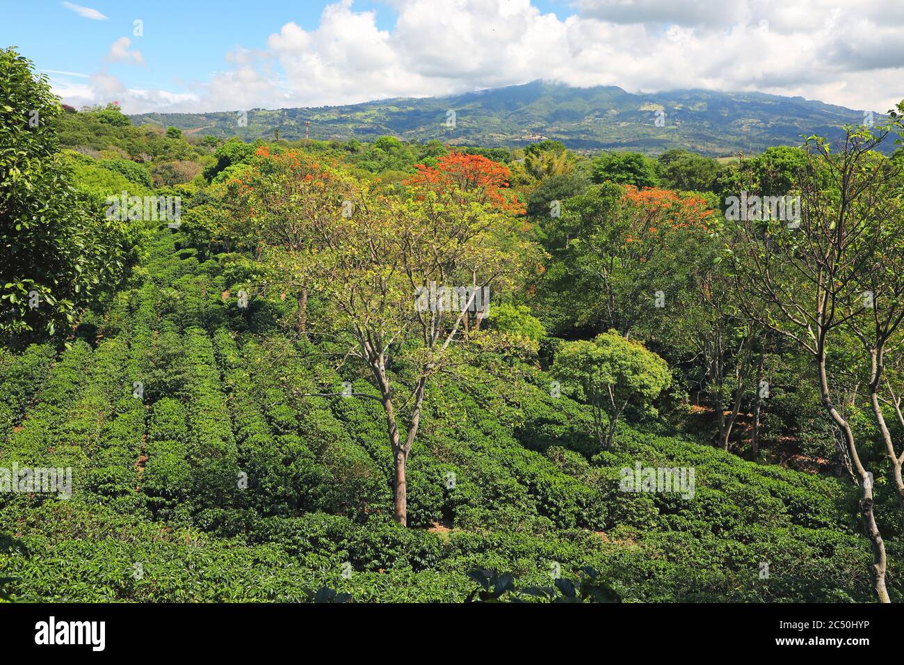 Plantation de café avec des arbres de corail, Costa Rica, San Pedro de Poas Banque D'Images