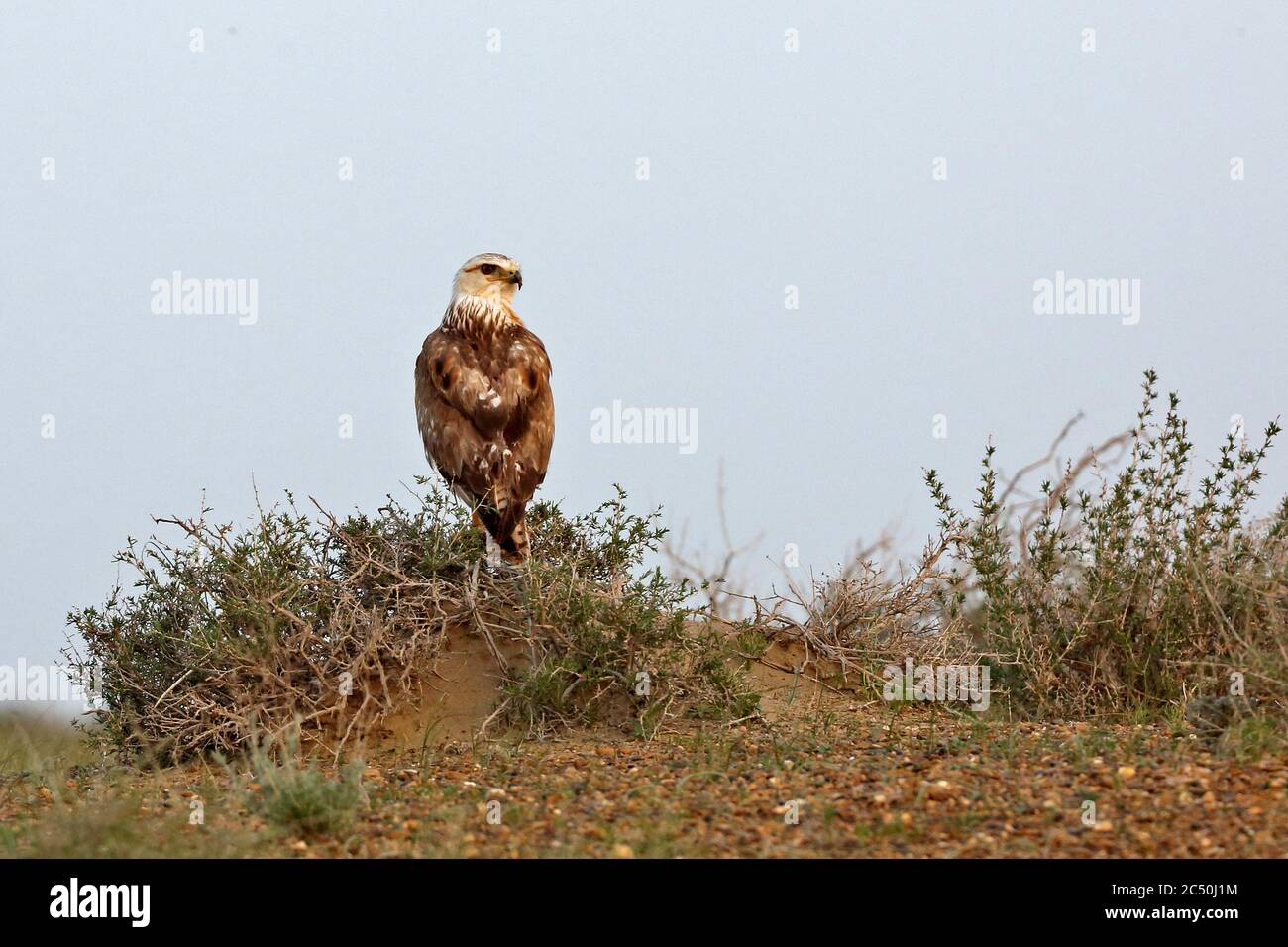 Buisson dans le désert Banque de photographies et d'images à haute  résolution - Alamy