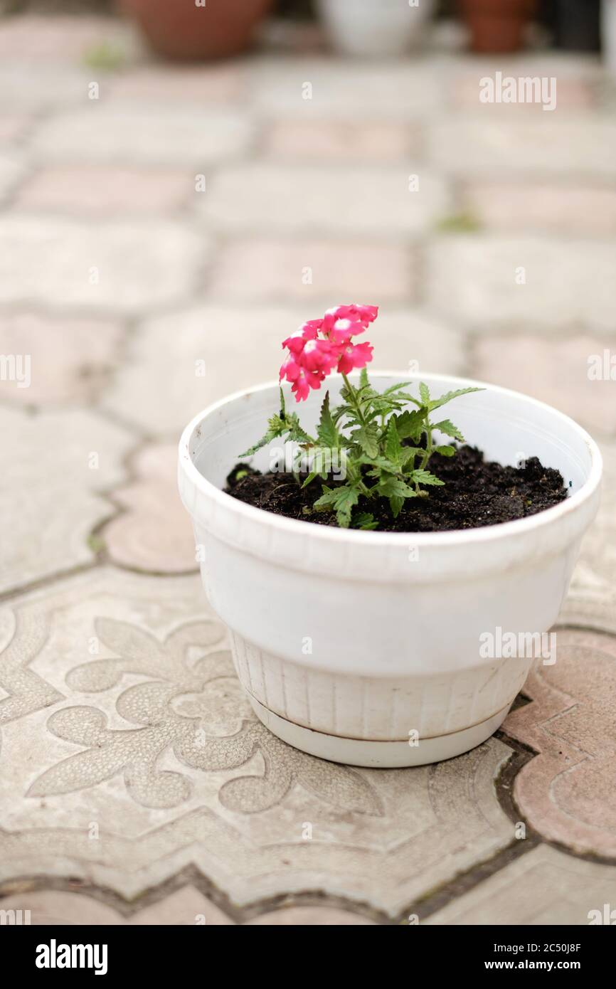 pot à fleurs blanc avec fleur rouge Banque D'Images