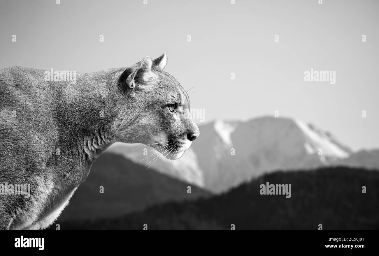 Portrait de la belle Puma. Cougar, lion de montagne, puma, panthère, posture frappante, scène dans les montagnes, faune et flore de l'Amérique Banque D'Images