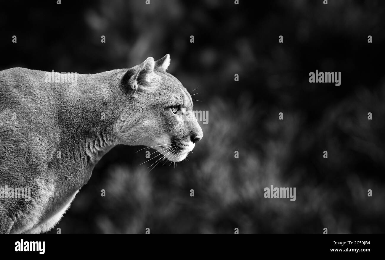 Portrait de la belle Puma. Cougar, lion de montagne, puma, panthère, pose frappante, scène dans les bois, faune Amérique Banque D'Images