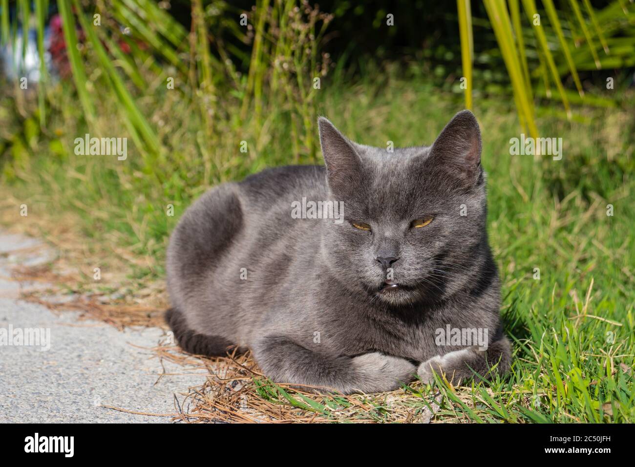 Chat gris argent portant sur le soleil Banque D'Images