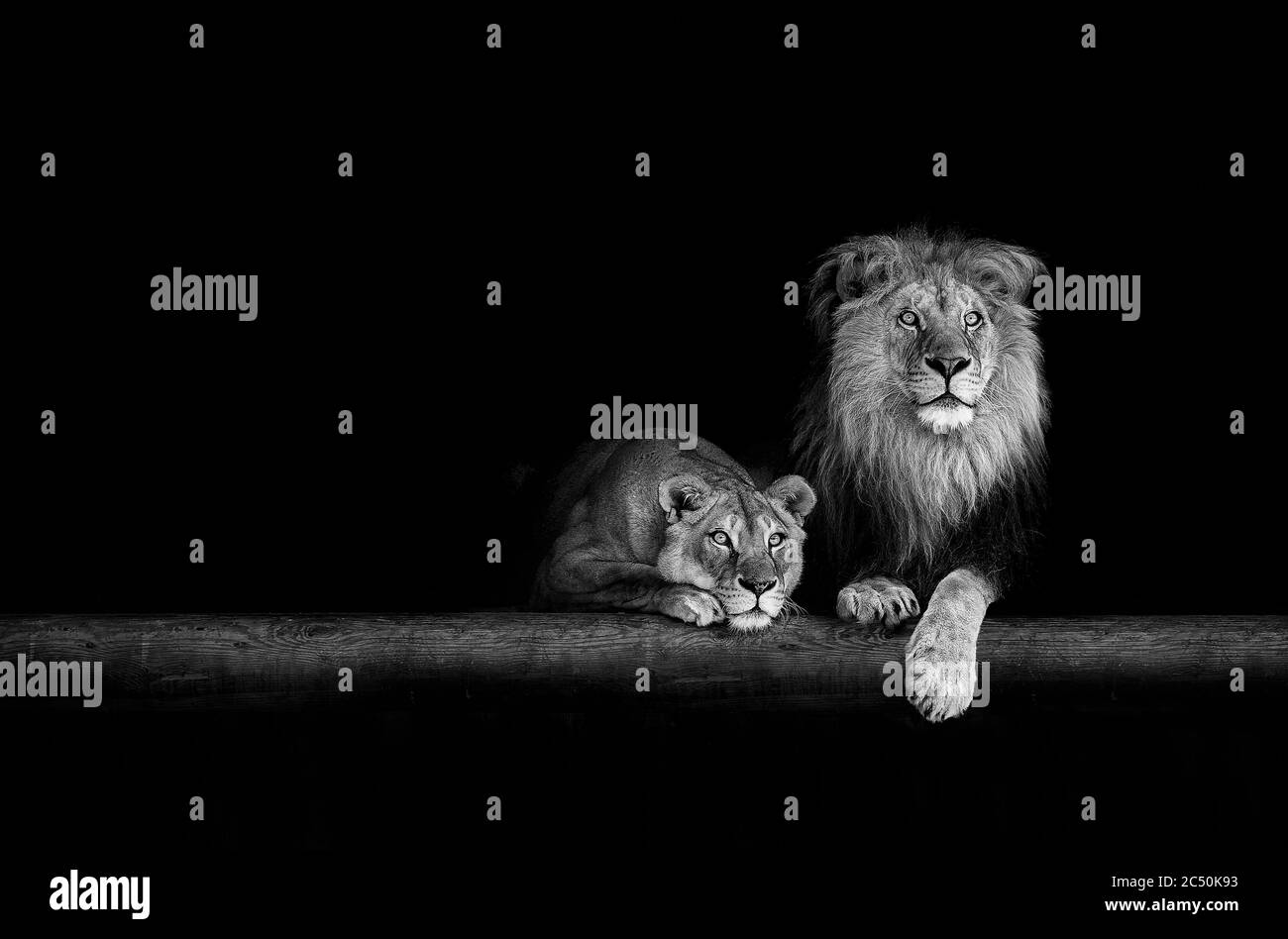 Lion et lioness, famille des animaux. Portrait dans l'obscurité. Banque D'Images