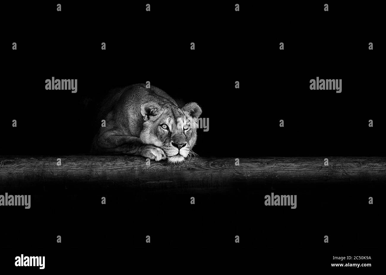 Portrait de lionne dans l'obscurité. Banque D'Images