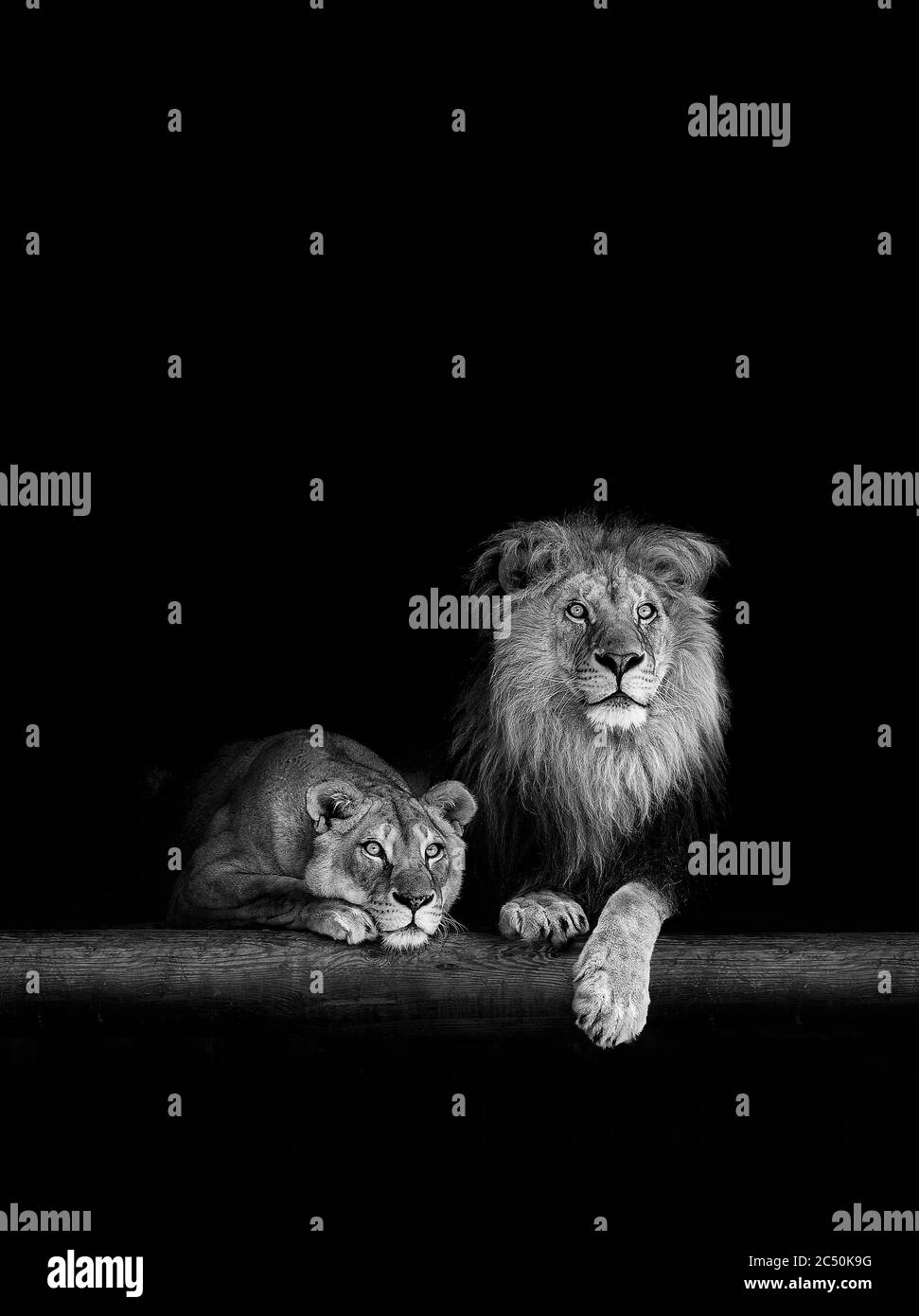 Lion et lioness, famille des animaux. Portrait dans l'obscurité. Banque D'Images