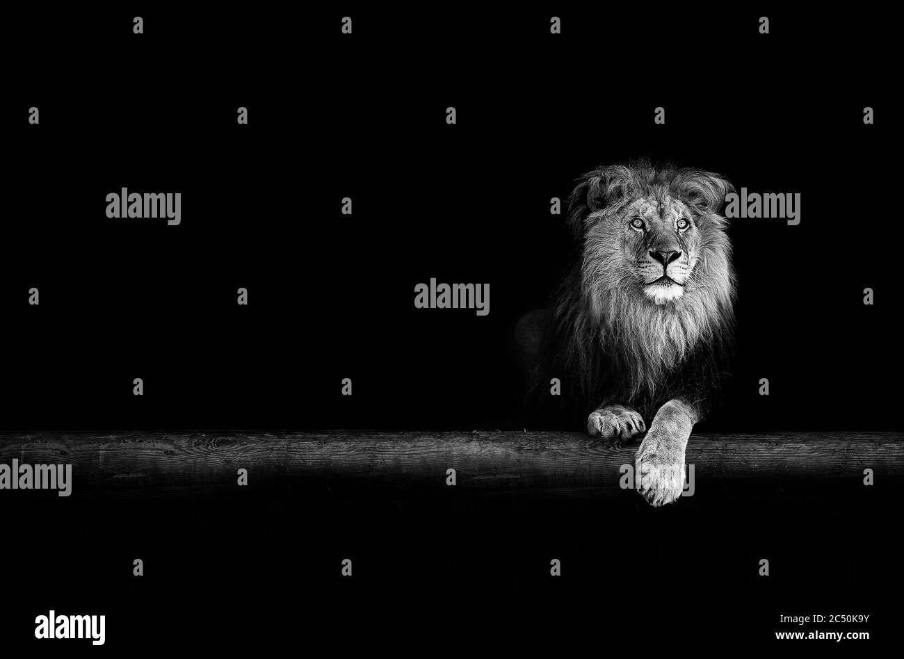 Portrait du lion dans l'obscurité. Banque D'Images