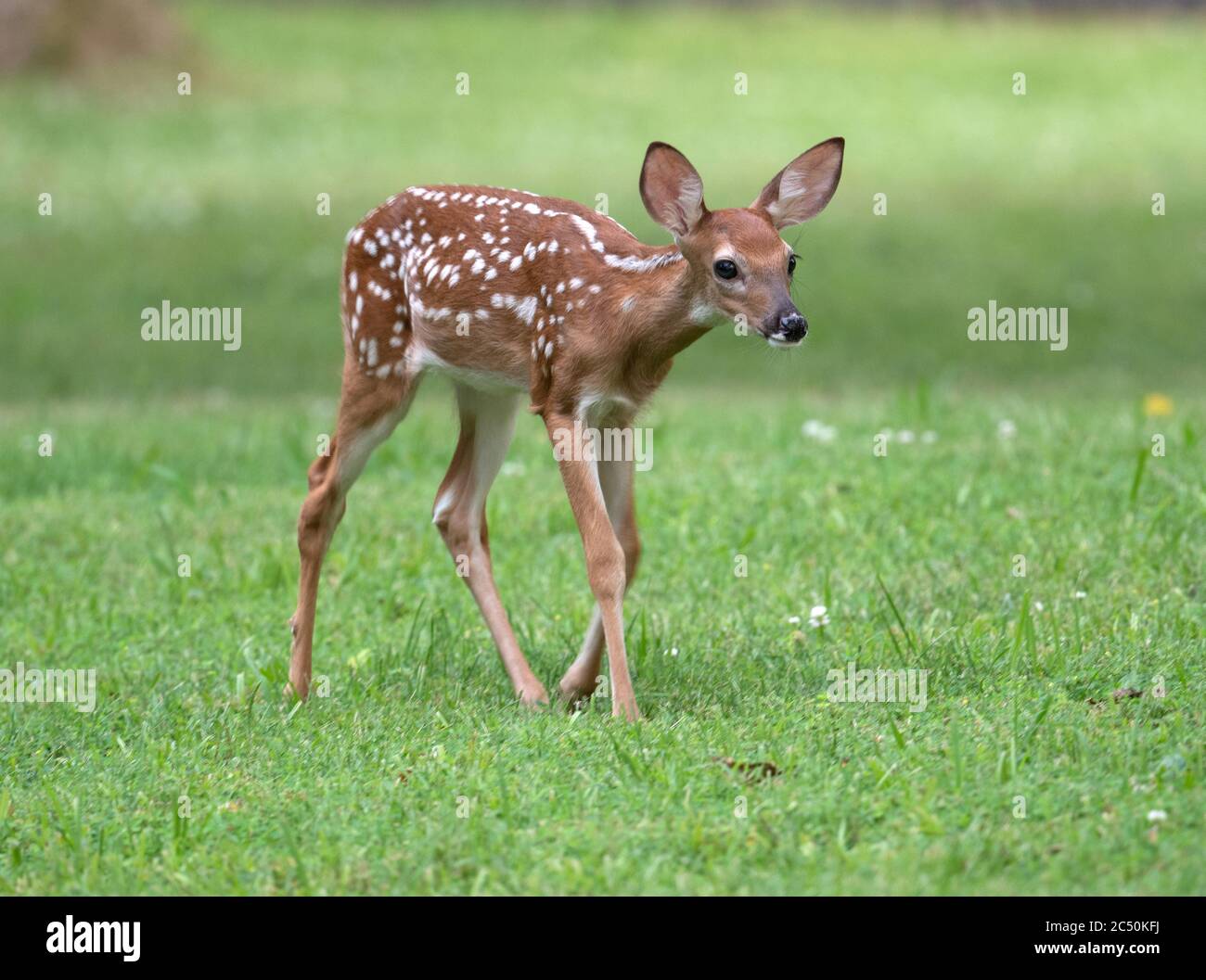 Le cerf de Virginie fauve dans un pré ouvert en été Banque D'Images