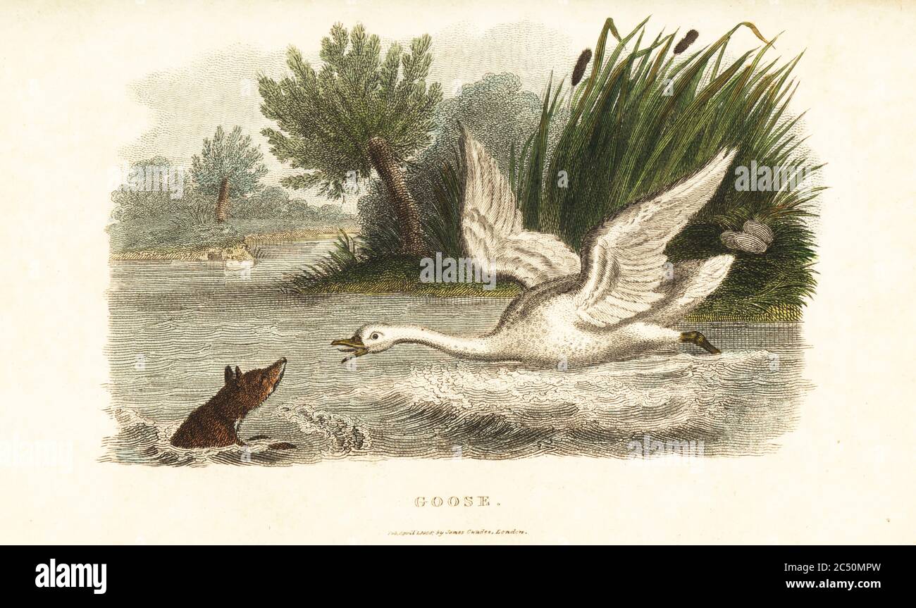 Une femelle de cygne noyant un renard pour protéger son nid. D'un incident observé sur un étang de Pensy, Buckinghamshire. Muet cygne, Cygnus olor (mal étiqueté oie sur gravure). Gravure en copperplate de couleur main du Cabinet du naturaliste du révérend Thomas Smith, ou esquisses intéressantes d’histoire animale, Albion Press, James Cundee, Londres, 1806. Smith, fl. 1803-1818, est un auteur et rédacteur de livres sur l'histoire naturelle, la religion, la philosophie, l'histoire ancienne et l'astronomie. Banque D'Images