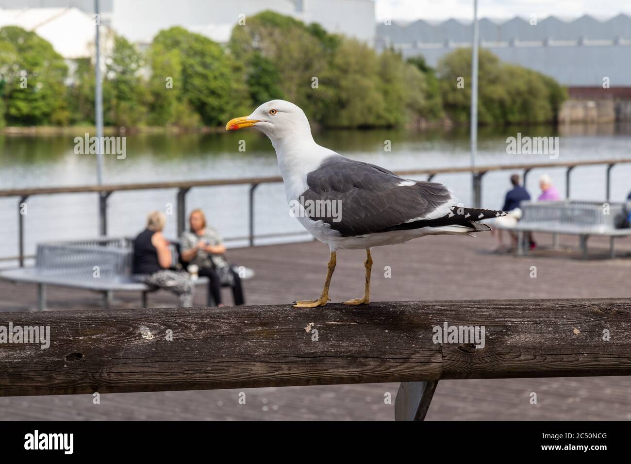 Un mouette traverse une barrière en bois sur la rive sud de la rivière Clyde, sur le terrain du centre commercial INTU Braehead Banque D'Images