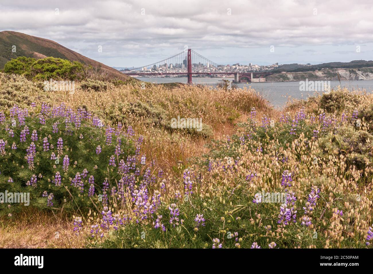 Parc de loisirs Golden Gate fleurs sauvages fleuries au printemps, San Francisco Banque D'Images