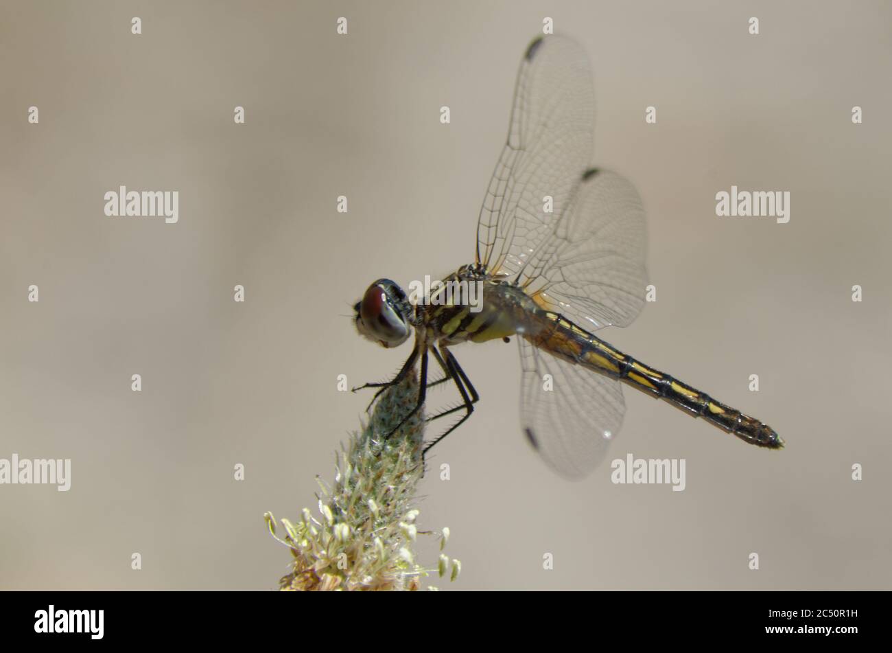 Dragonfly (Pachydipax longipennis) Banque D'Images