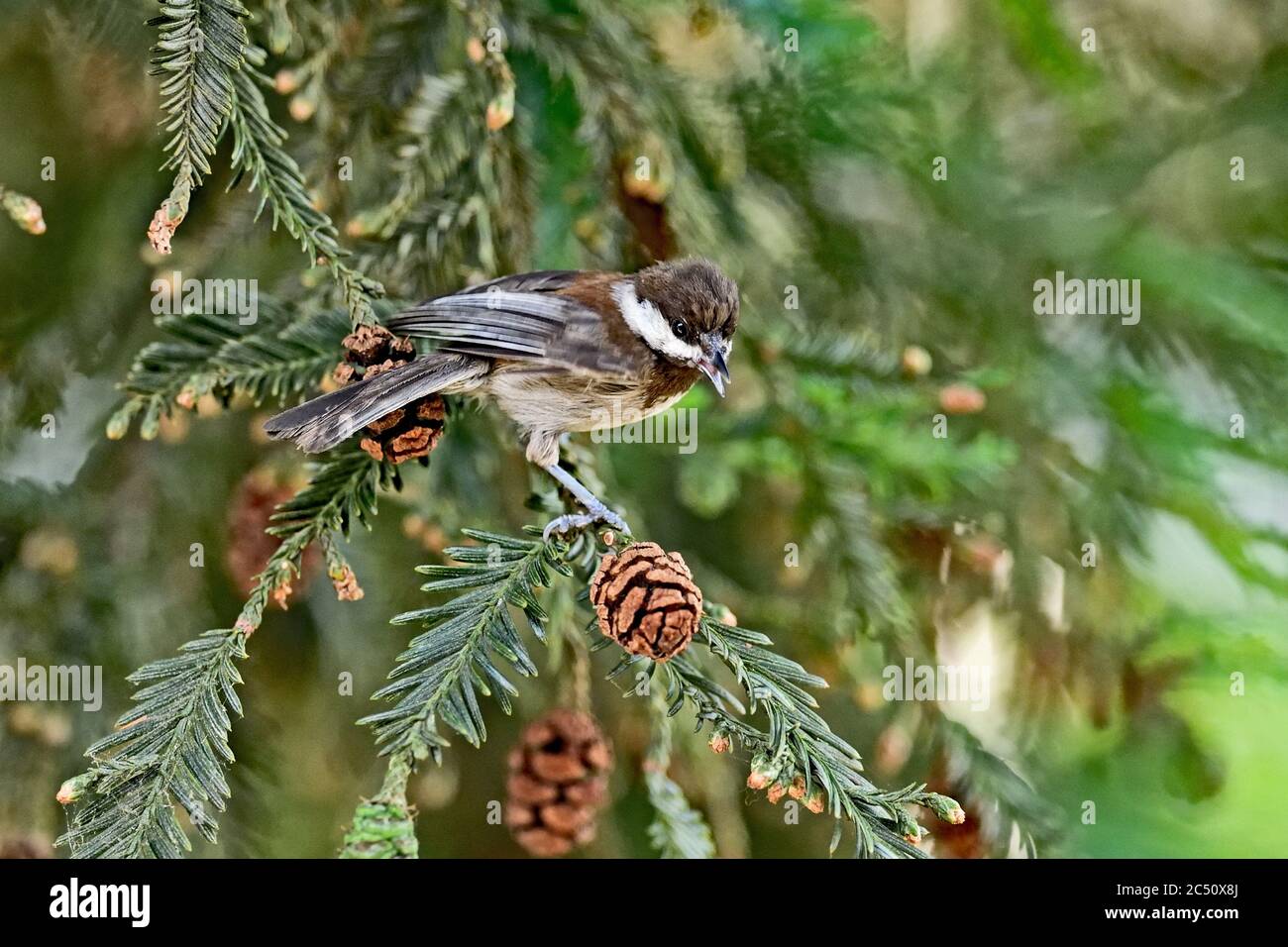 Chichadee dos à la châtaigne Banque D'Images