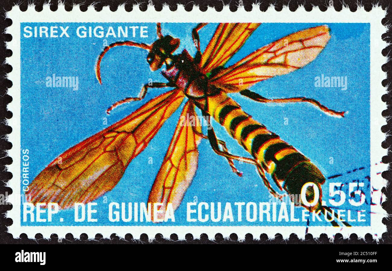 GUINÉE ÉQUATORIALE - VERS 1978: Un timbre imprimé en Guinée équatoriale à partir du numéro des insectes montre Sirex gigante, vers 1978. Banque D'Images