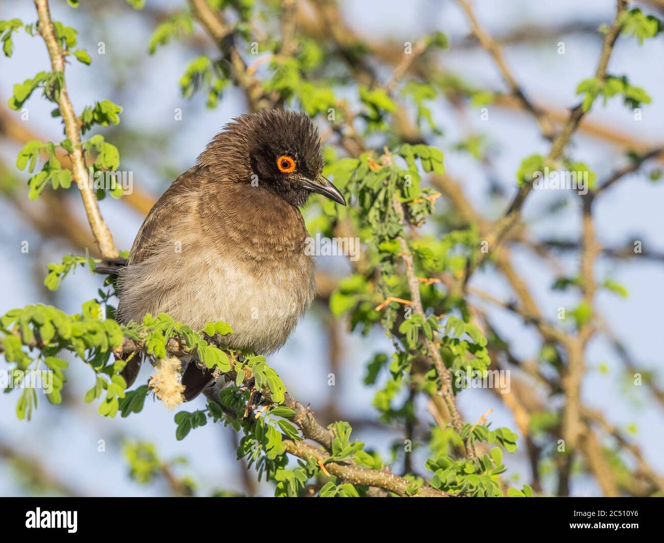 Un Bulbul à yeux rouges africain au parc national d'Augrabies Falls, dans la province du Cap Nord, en Afrique du Sud. Banque D'Images