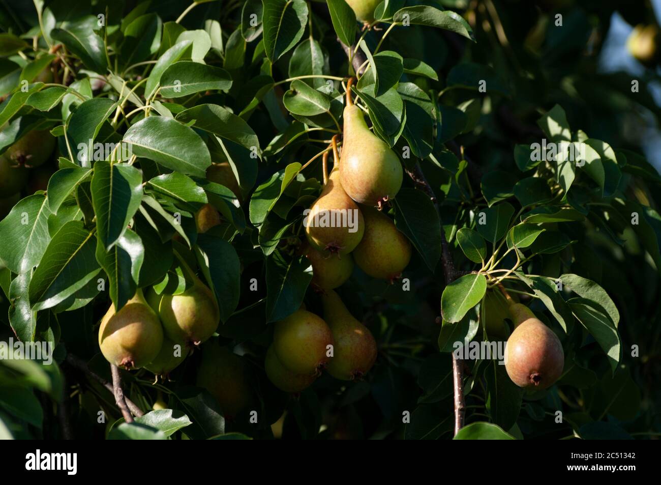 Bouquet de poires sur la branche d'arbre, première récolte d'automne, fruits frais, jardinage écologique. Vie saine. Banque D'Images