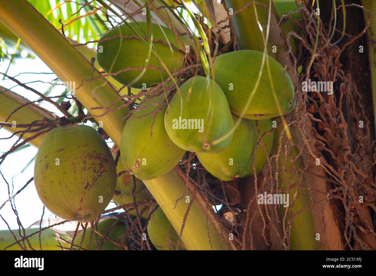 Noix de coco fraîches sur l'arbre, Cocos nucifera, Satara, Maharashtra, Inde Banque D'Images