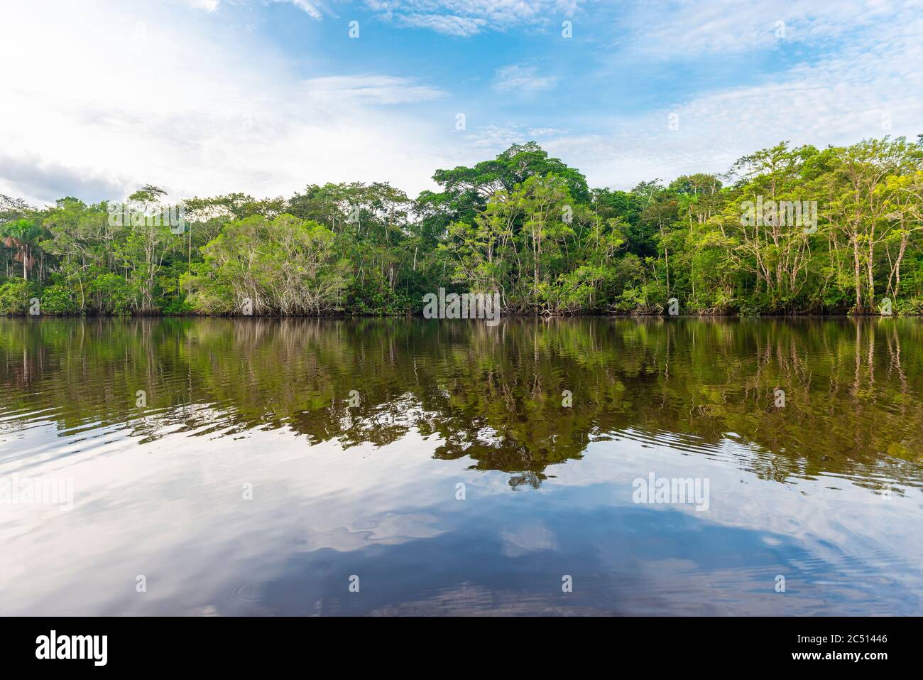 Reflet de la forêt amazonienne dans un lagon. Le bassin de l'Amazone est situé au Brésil, en Bolivie, en Colombie, en Équateur, au Guyana, au Suriname, au Pérou et au Venezuela. Banque D'Images