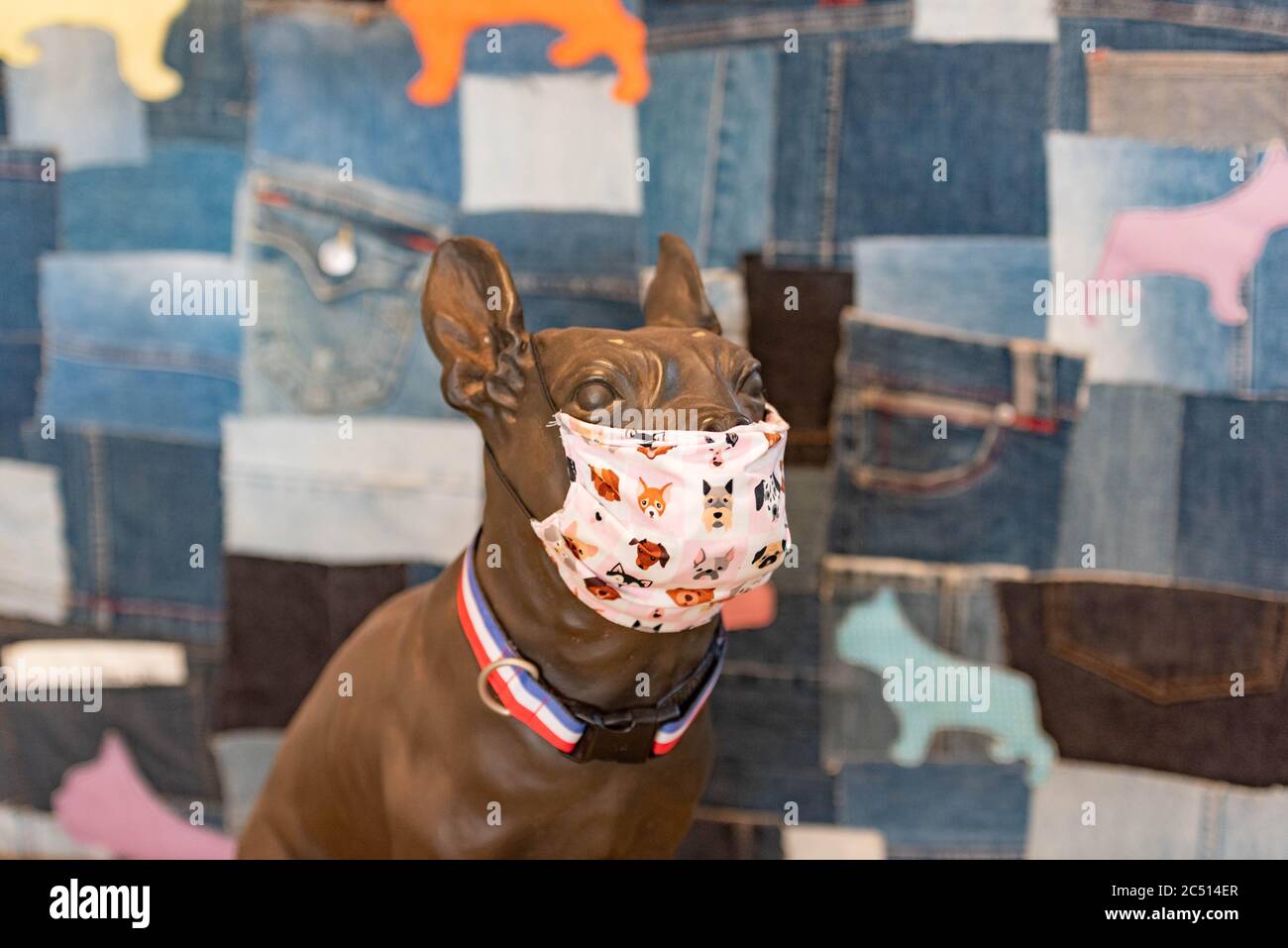 Brisbane, Australie. 30 juin 2020. Une statue de bouledogue française est exposée portant un masque chirurgical fait maison pour sensibiliser le public à la crise de Covid-19.le Premier ministre du Queensland, Annastacia Palaszczuk, participe à une réunion du cabinet de l'État le mardi 30 juin pour annoncer une réouverture possible de la frontière et des recommandations sanitaires. (Photo de Flo Rols/Pacific Press) crédit: Agence de presse du Pacifique/Alamy Live News Banque D'Images