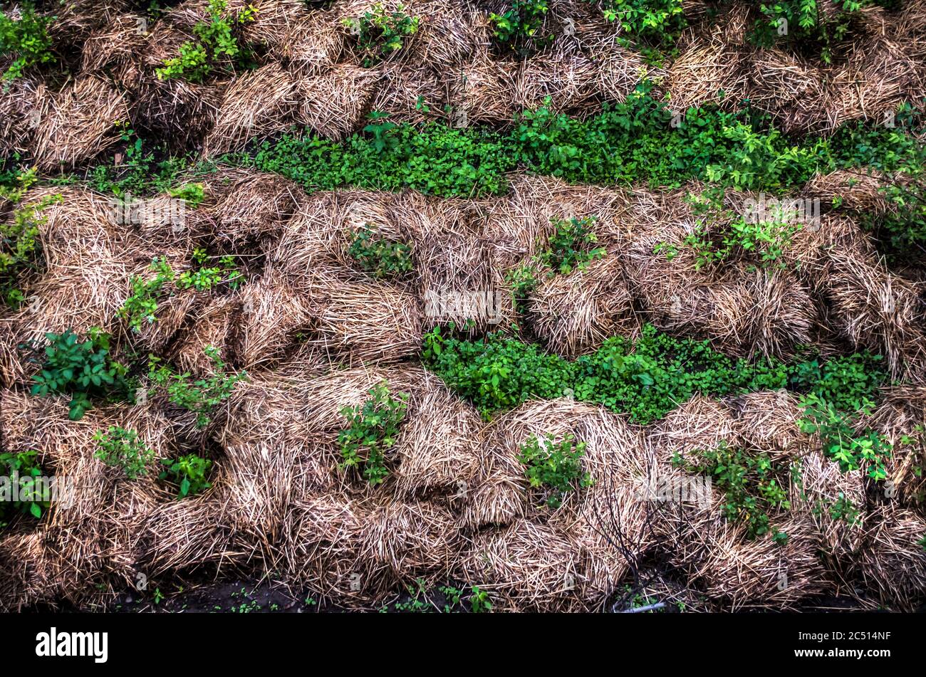 Séchage du foin. Photo ci-dessus. Travaux agricoles d'été. Banque D'Images