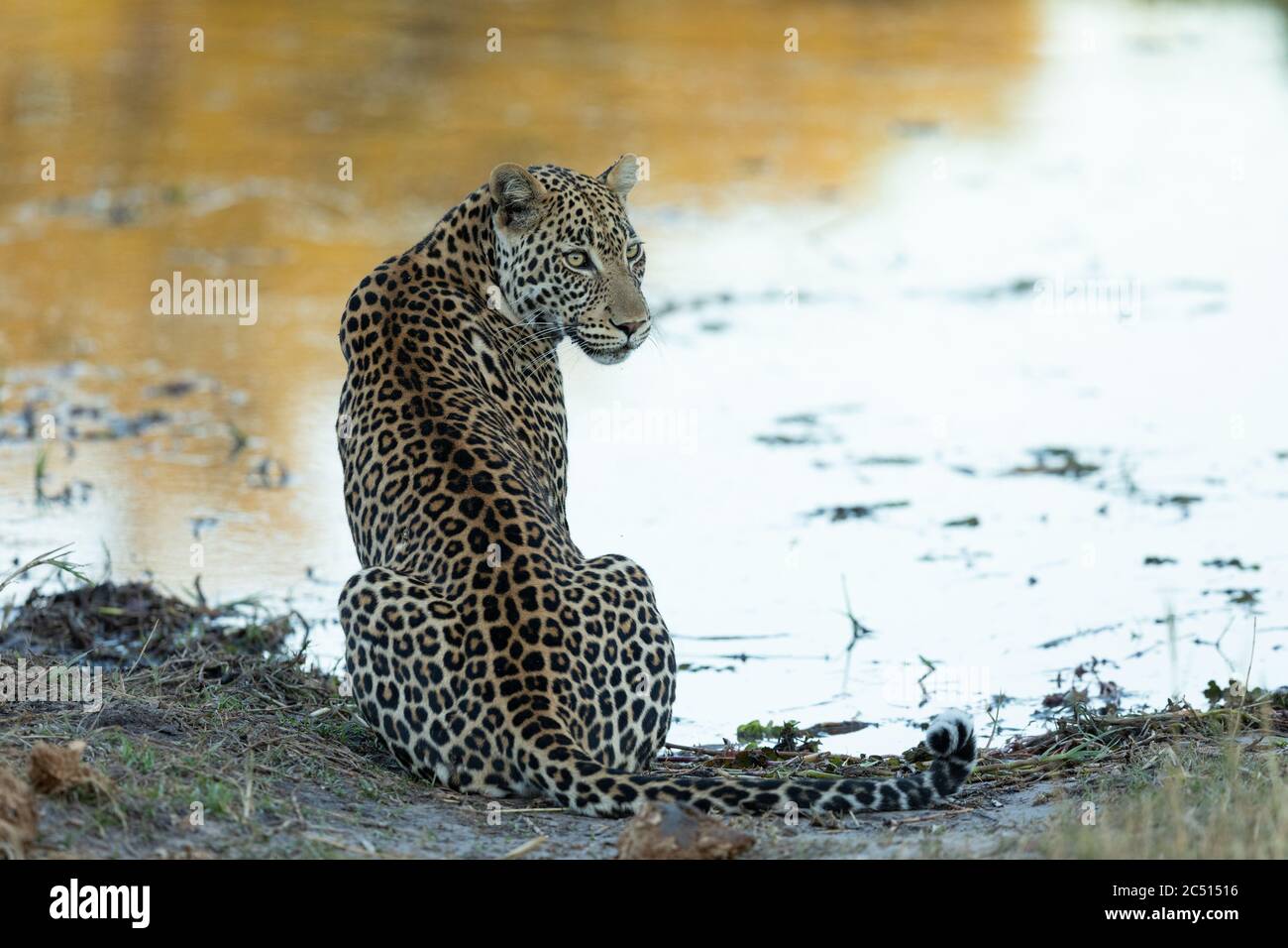 Léopard adulte assis au bord de l'eau, regardant en alerte dans le delta du Khwai Okavango, Botswana Banque D'Images