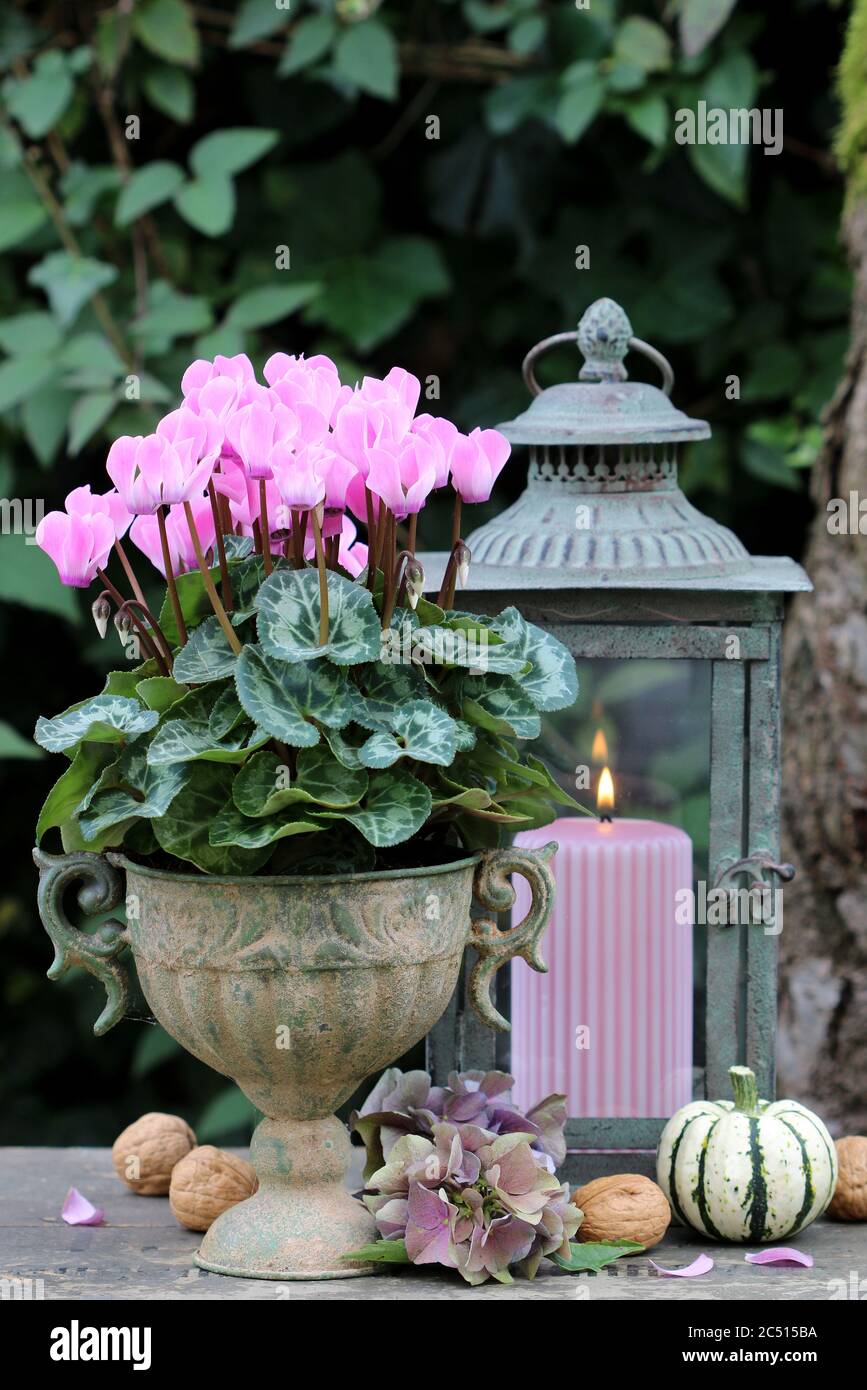 décoration d'automne vintage avec fleur de cyclamen et lanterne Banque D'Images