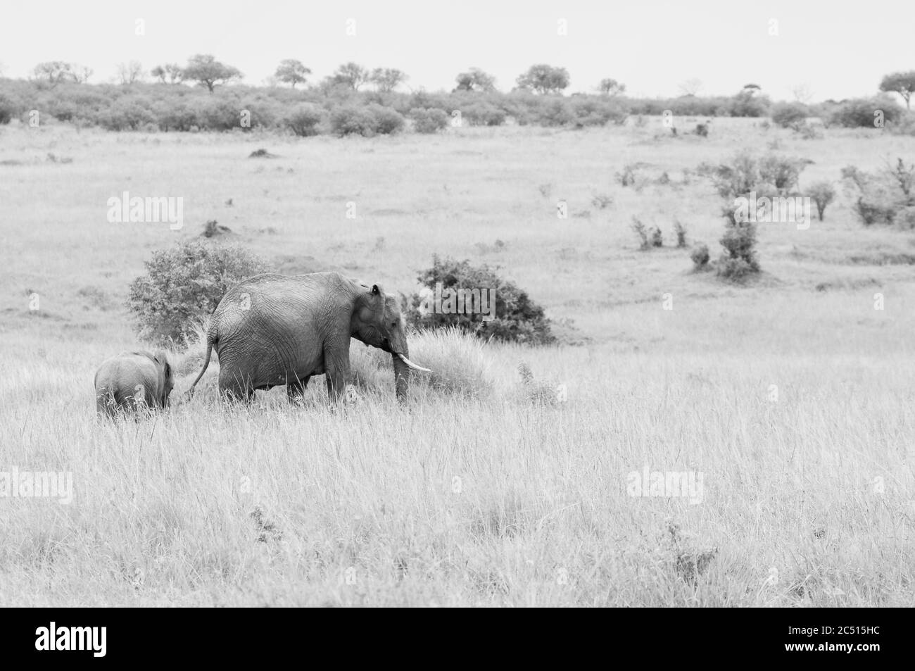 Femelle éléphant de brousse africain et son veau, Loxodonta africana, en quête de nourriture dans la réserve nationale de Masai Mara. Kenya. Afrique. Banque D'Images