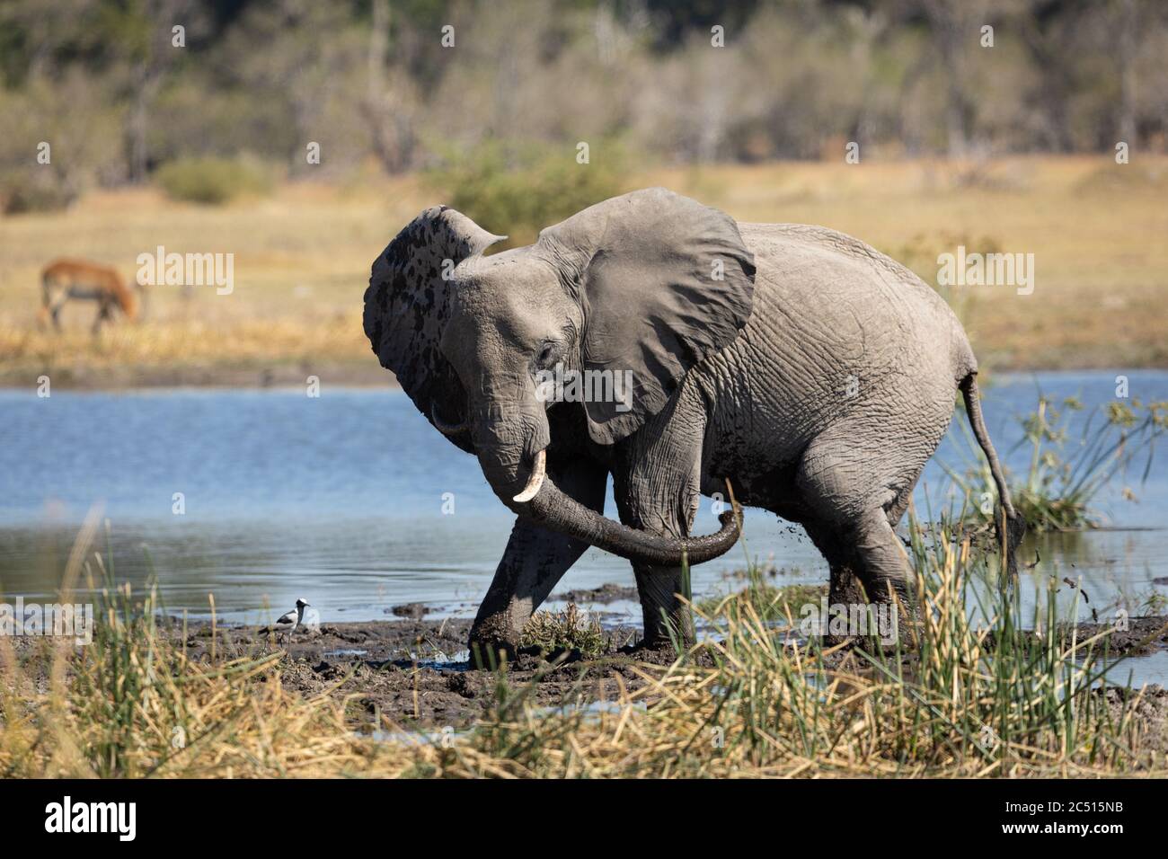 Un jeune éléphant agite son tronc debout au bord boueux de l'eau dans le delta de Moremi Okavango au Botswana Banque D'Images