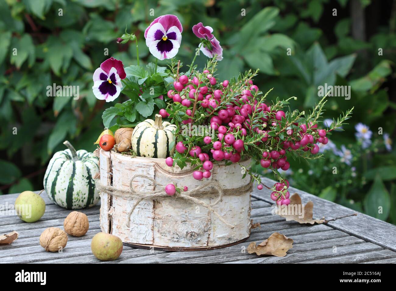 fleur de violette et de la lande de pruckly en rose dans pot de plantes d'écorce de bouleau comme décoration d'automne Banque D'Images