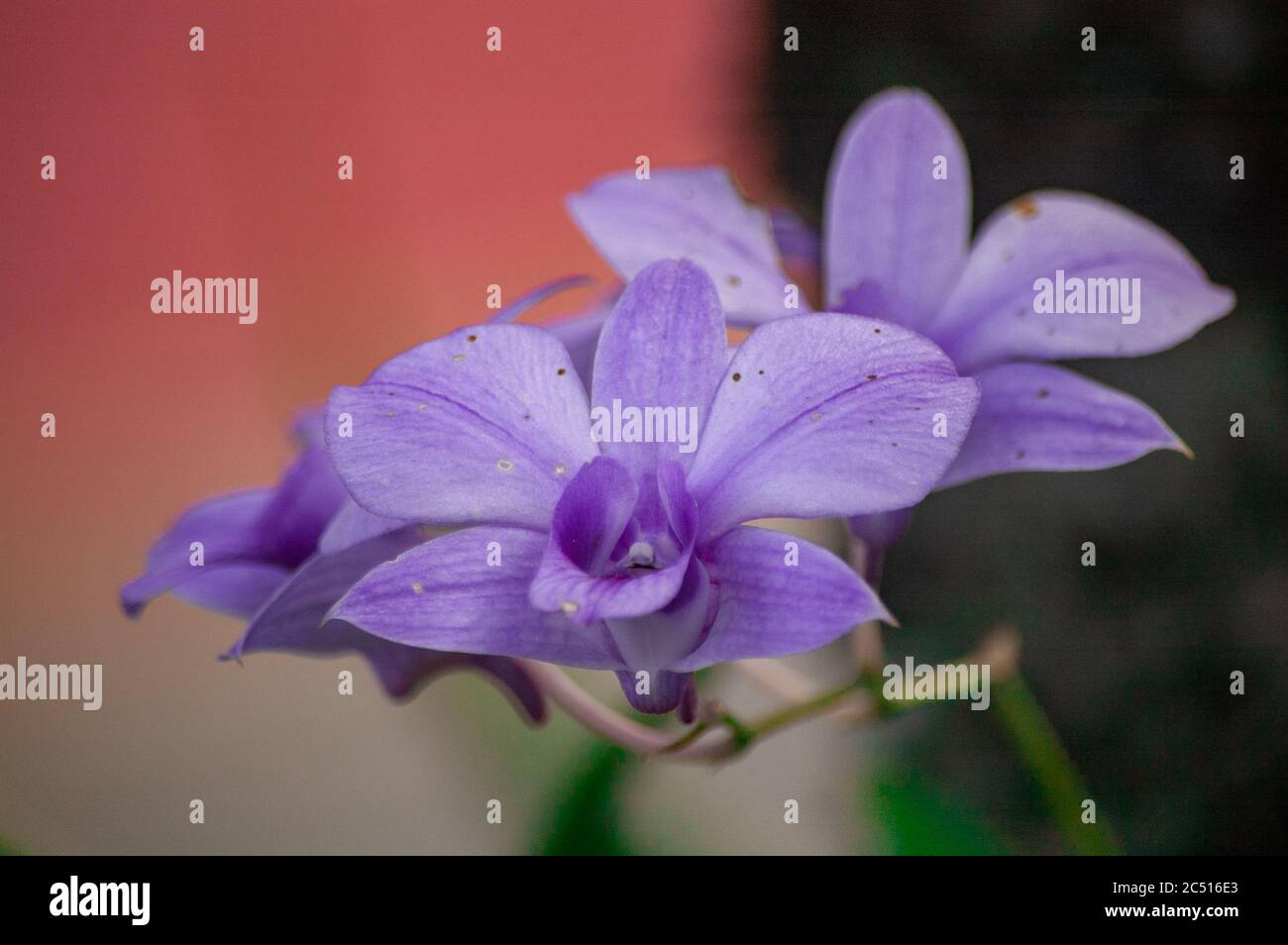 gros plan d'une fleur d'orchidée violette Banque D'Images