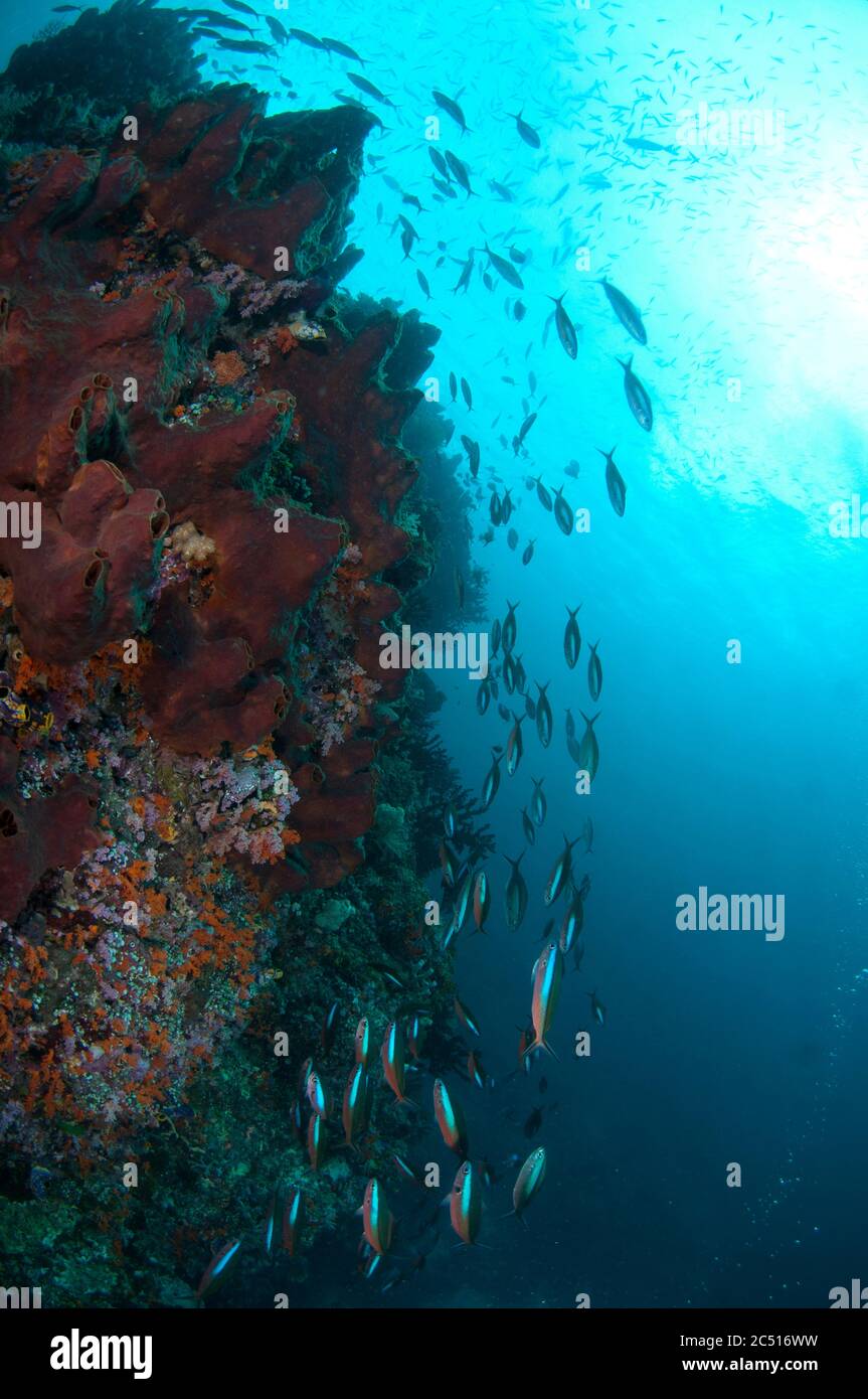 École de Bluestreak Fusiliers, tuile Pterocaesio, avec soleil en arrière-plan, site de plongée de Nudi Rock, île Fiabacet, Raja Ampat, Papouasie occidentale, Indonésie Banque D'Images