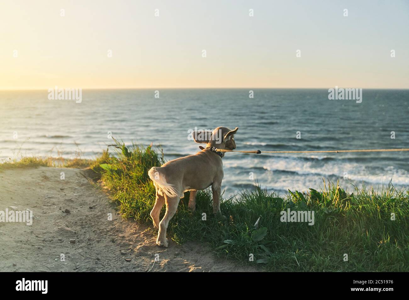 Le chien admire le coucher du soleil depuis la falaise. Mer Baltique. Banque D'Images