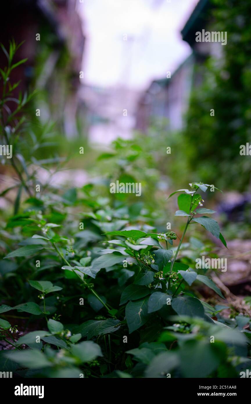 Dans les rues abandonnées, les humains disparaissent et les mauvaises herbes et les arbres occupent leur place. Banque D'Images