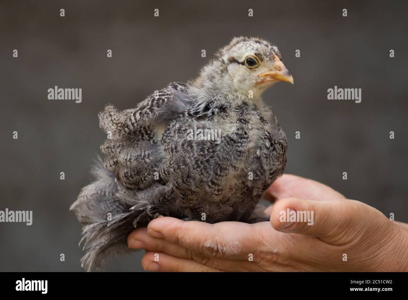 Le petit poulet gris est placé sur les mains de la femme sur un fond gris Banque D'Images Le petit poulet gris est placé sur les mains de la femme sur un fond gris Banque D'Images
