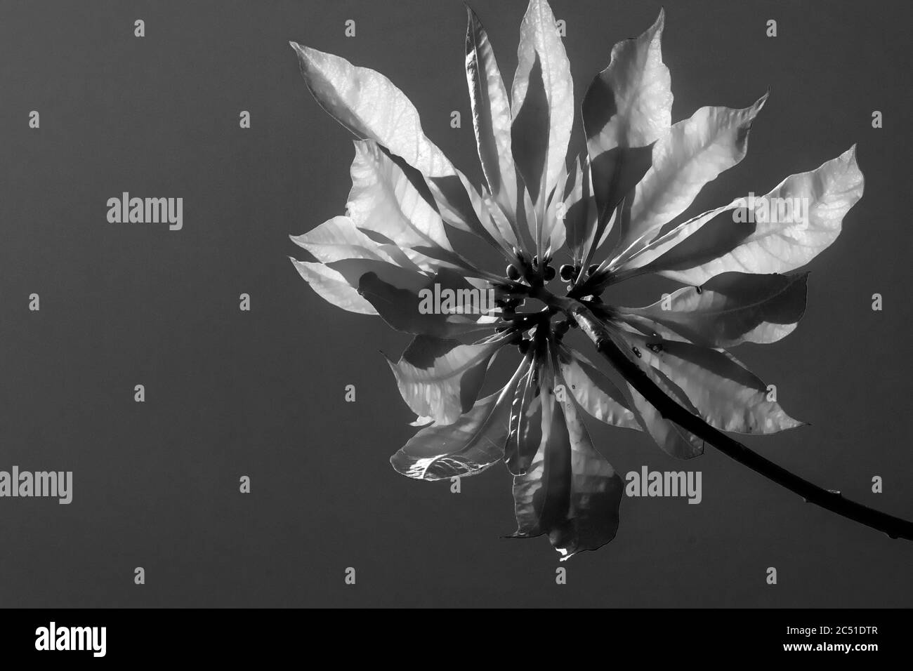 Photographie abstraite noire et blanche d'une fleur Banque D'Images