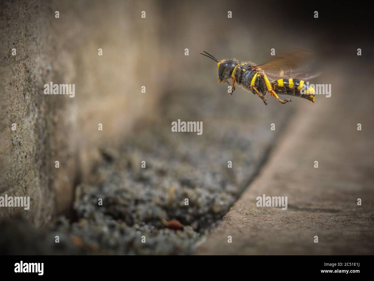 Digger Wasp (Ectemnius Lituratus) planant à l'extérieur de l'entrée de son nid / terrier Banque D'Images