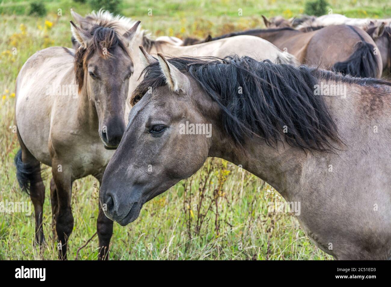 Gros plan d'un troupeau de magnifiques chevaux sauvages (Konik) Banque D'Images