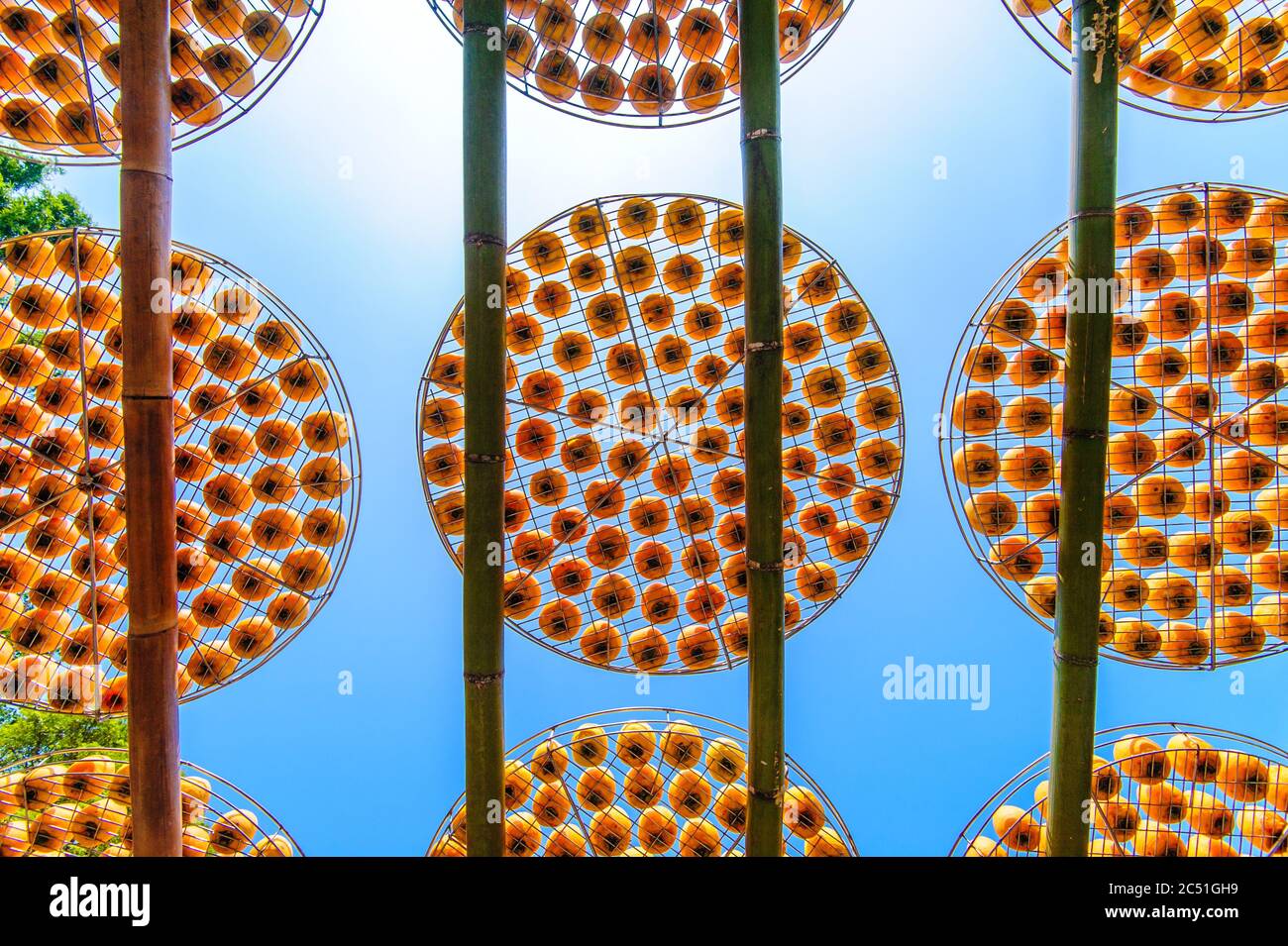 Faire du persimmon séché sous la lumière du soleil à taïwan Banque D'Images