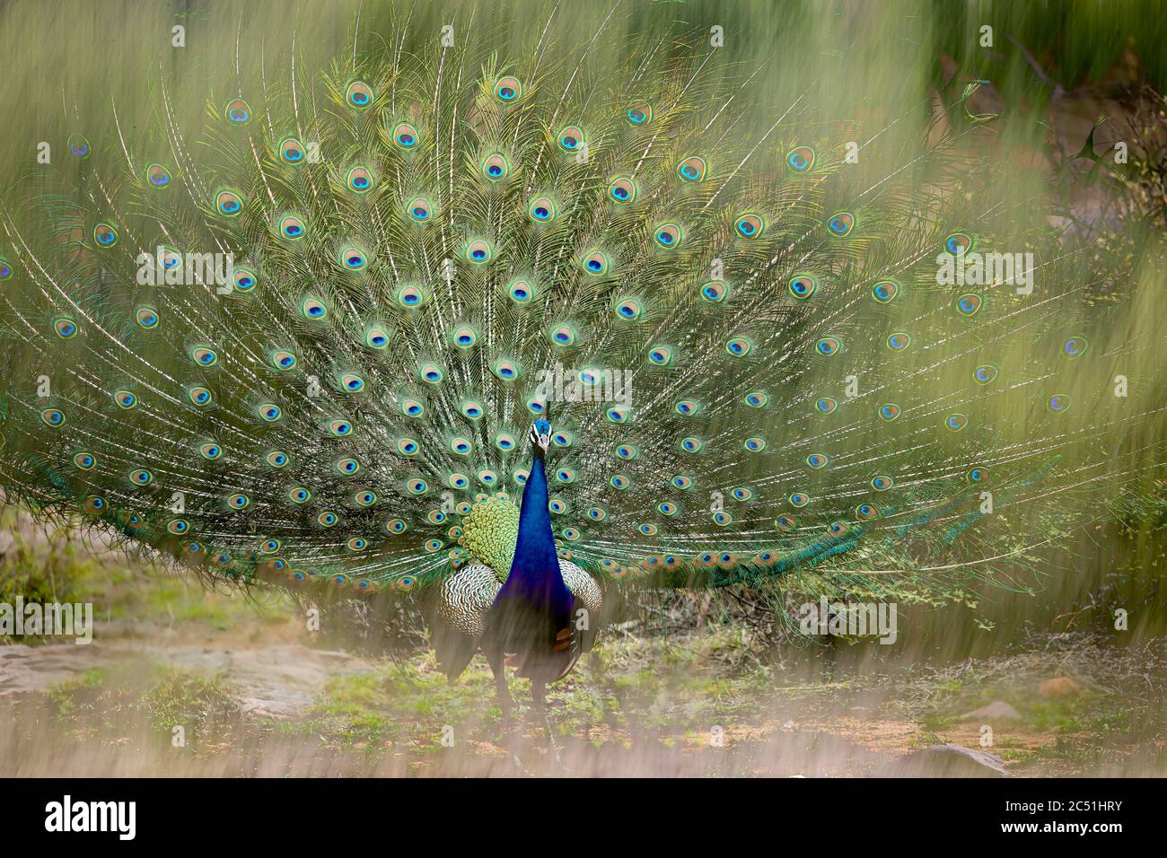 Peacock Dancing dans la forêt de mousson du parc national de Ranthambore de l'Inde Banque D'Images