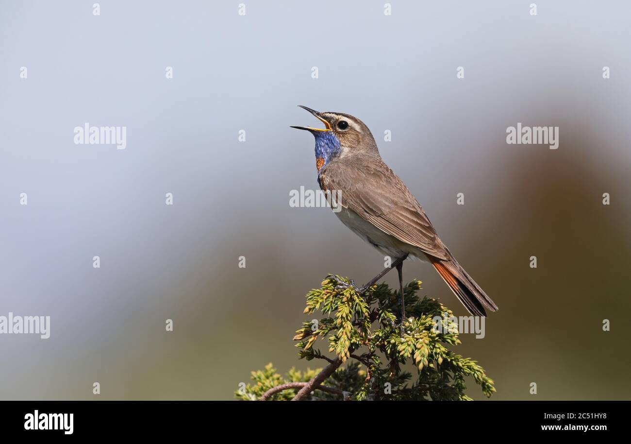 Bluethroat, Luscinia svecica, chant de Juniper Banque D'Images