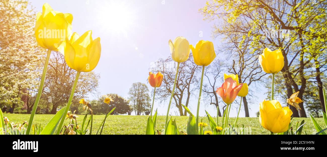 Photo panoramique d'une belle prairie de tulipes Banque D'Images