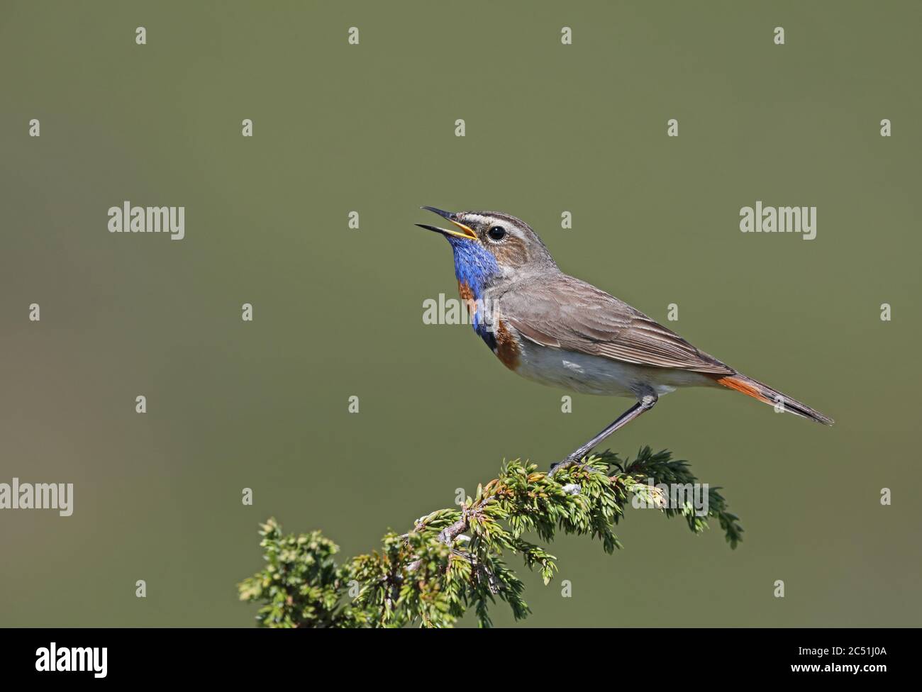 Bluethroat, Luscinia svecica, chant de Juniper Banque D'Images