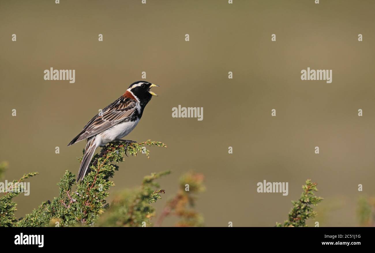 Le laponie (Calcarius laponicus) chante sur la toundra Banque D'Images