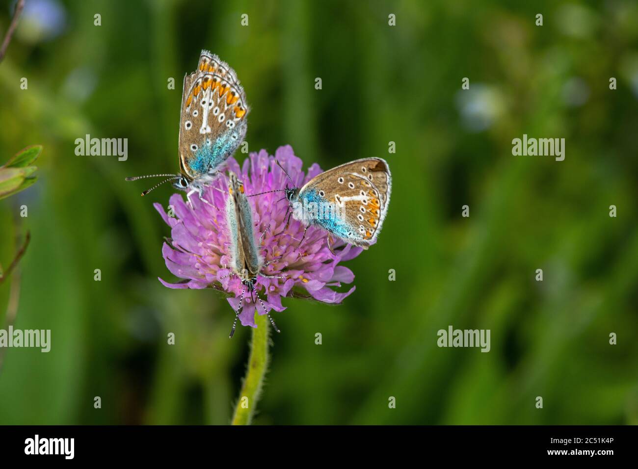 Polyommatus icarus, papillon bleu commun, se nourrissant sur le nectar d'une plante de trifolium pratense Banque D'Images